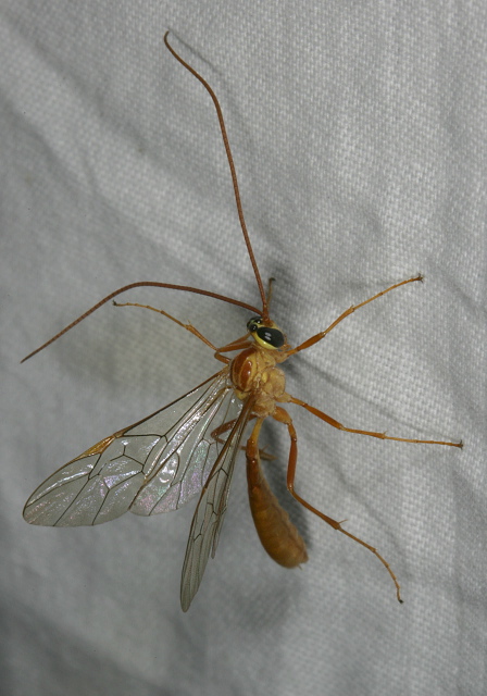 Ophion sp.? Ichneumonidae